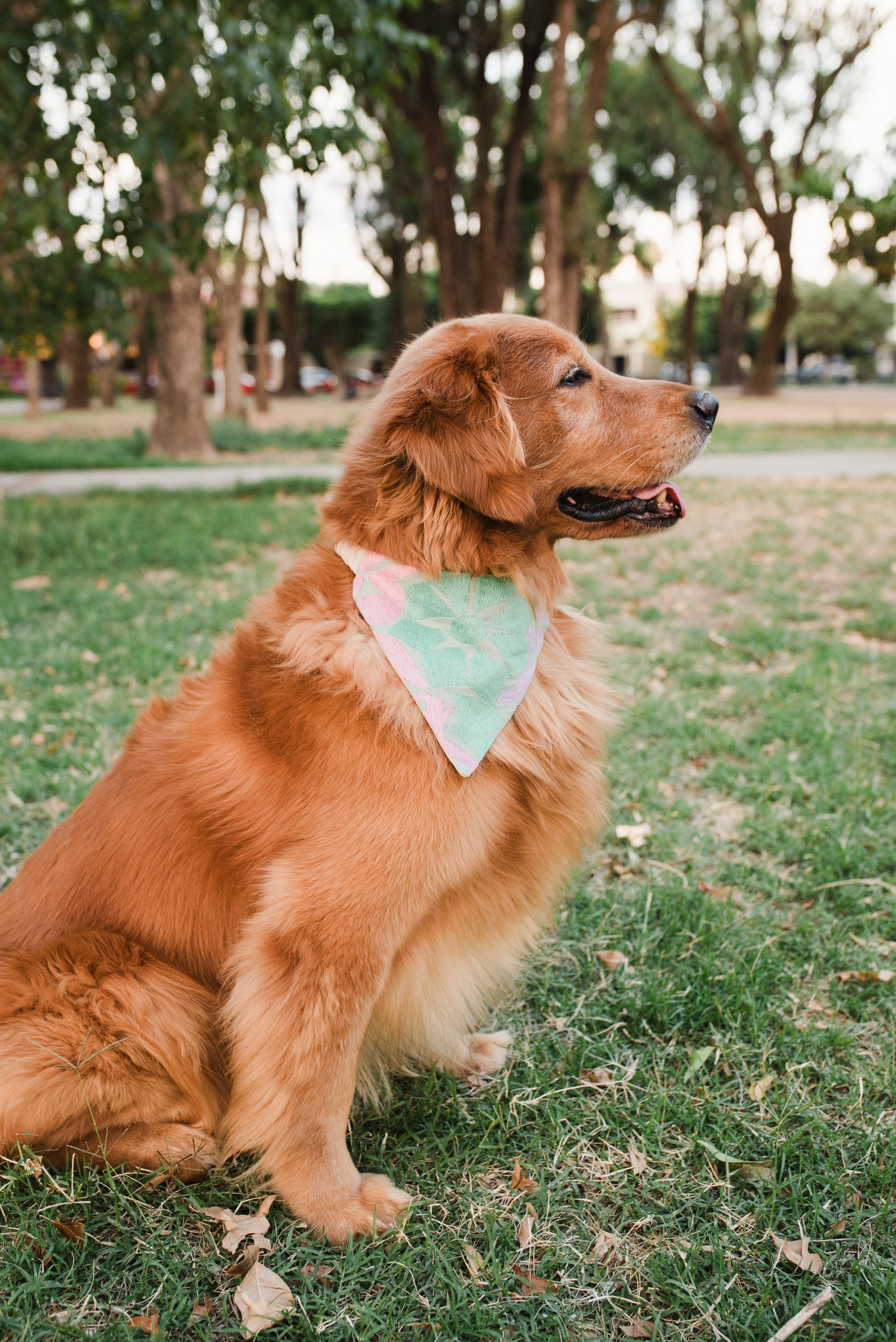 Bandana MexiCANartes Talla L