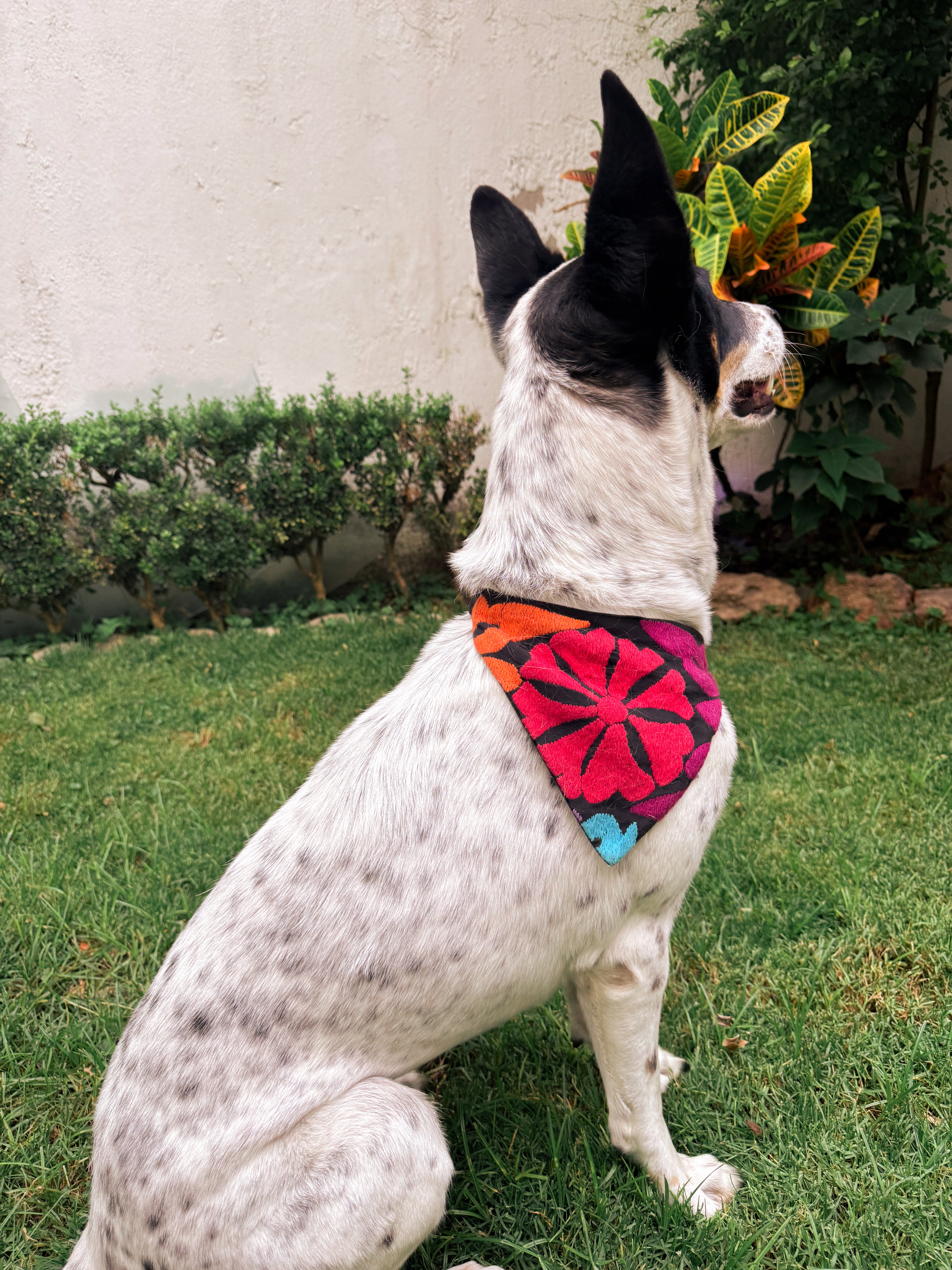 Bandana MexiCANartes Talla M
